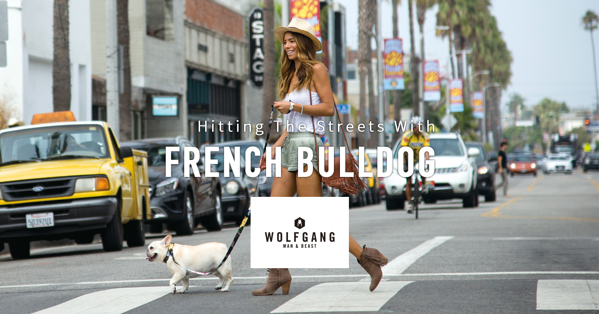 Hitting The Streets With FRENCH BULLDOG | WOLFGANG MAN & BEAST