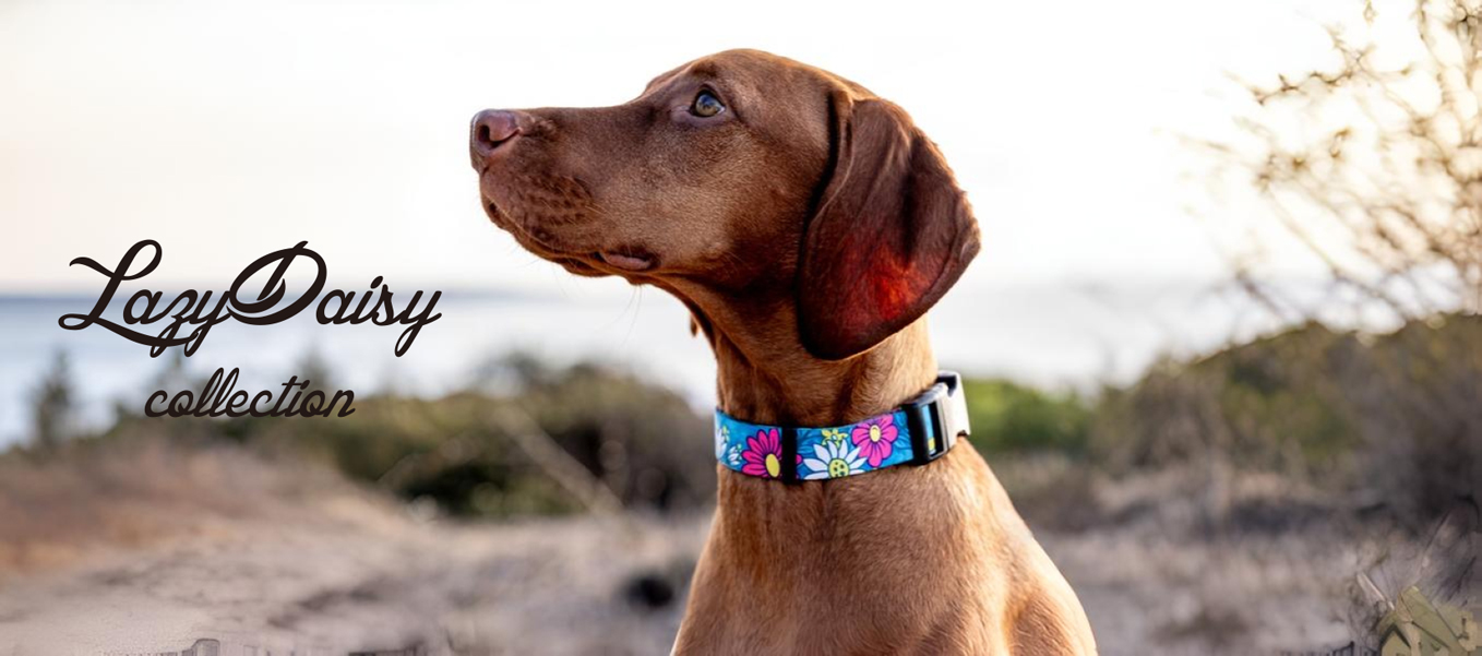 レイジーデイジー