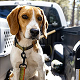 Beagle