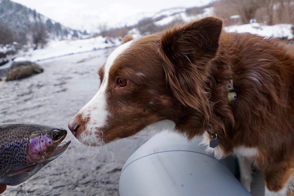 Border Collie