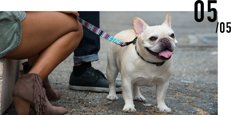 Collar French Bulldog