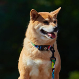Shiba Inu