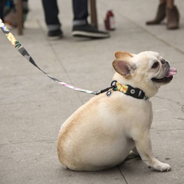 ドッグプロダクトのこだわり