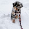 冬を愛犬と一緒に楽しもう！