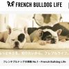 French Bulldog Life