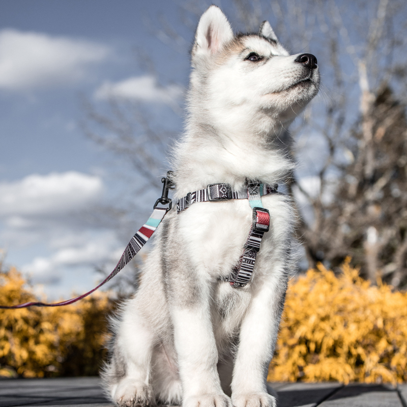 Peruvian Gold スペイン製 高級犬用ハーネス (小型犬 中型犬） www