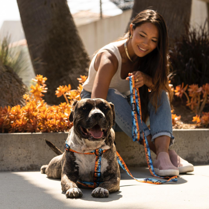 WOLFGANG SUMMER VIBES